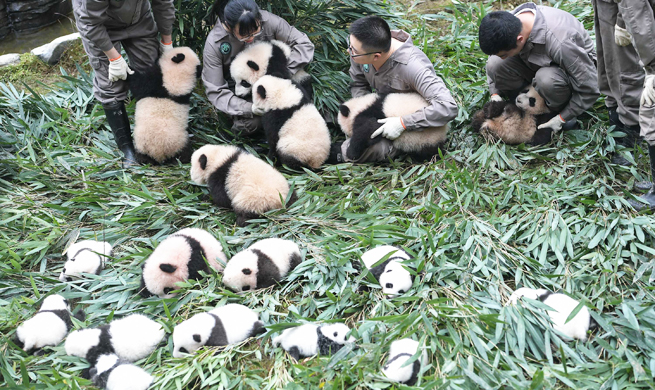 China giant panda center welcomes 42 baby pandas in 2017, a new record high