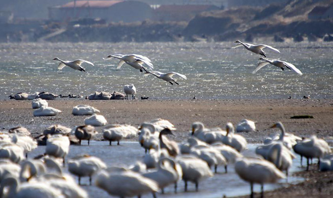 Whooper swans come to spend winter in E China's nature reserve