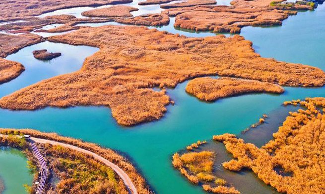 Autumn scenery of Zhangye National Wetland Park in NW China