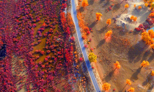 Autumn-colored scenery seen along banks of Tarim River
