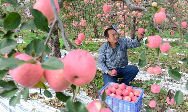 Apples harvested in in Gangdi Village, China's Hebei