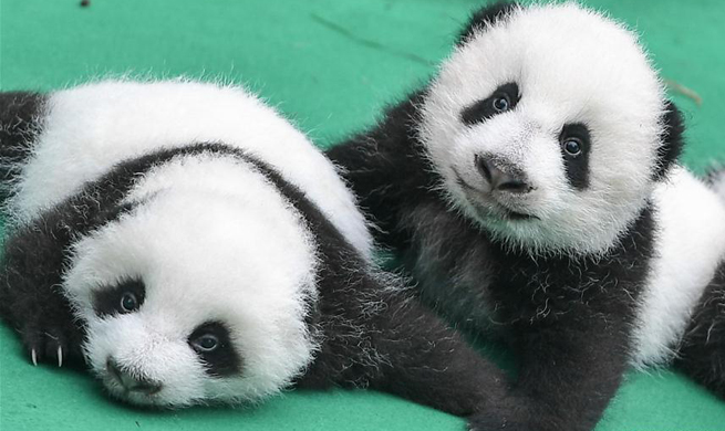 Population of captive pandas reaches 520 worldwide
