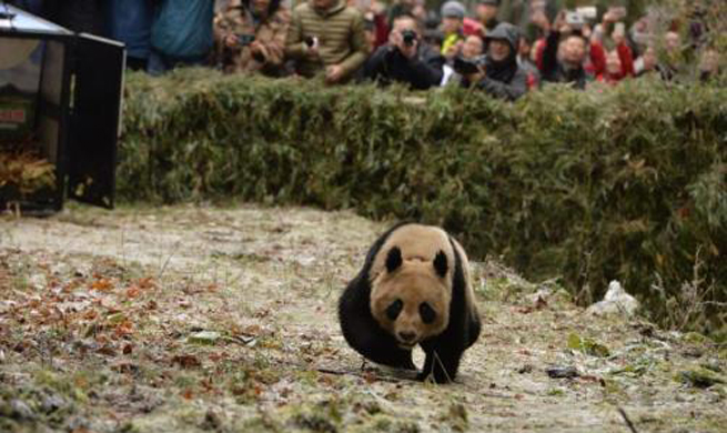 China releases panda pair into wild