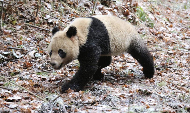 China releases panda pair into wild