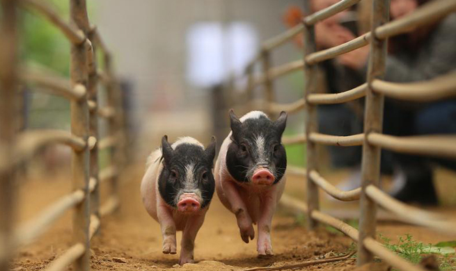 Piglets compete in race in Dalian