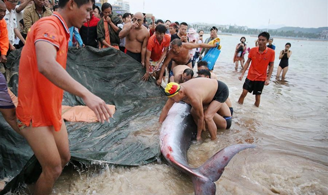 People rescue stranded whale calf in Sanya, south China