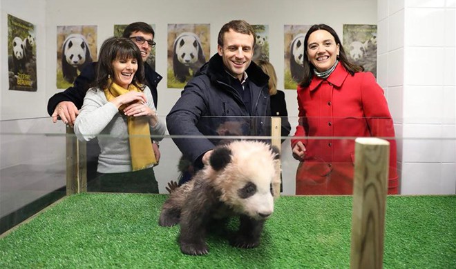 French president Macron celebrates birthday with panda cub Yuan Meng