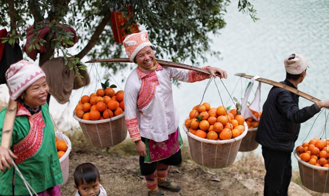Oranges harvested in SW China's Guizhou
