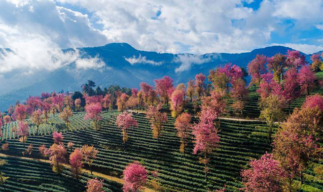 Amazing scenery of cherry valley in SW China