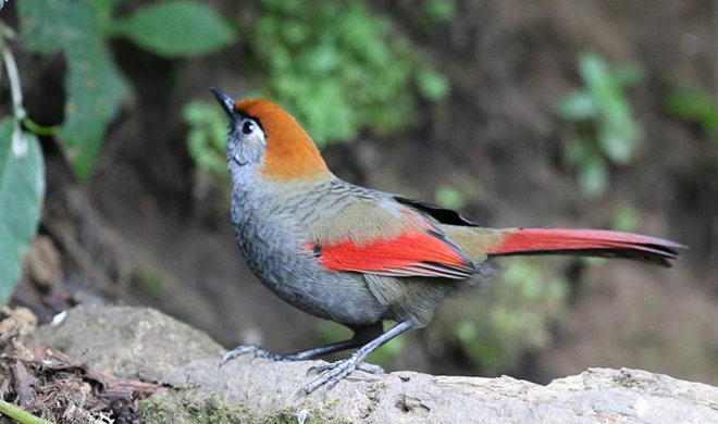 Birds on Gaoligong Mountain attract tourists