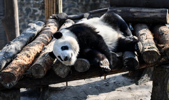 Giant Pandas enjoy winter sun bath in China's Sichuan
