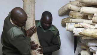 Zimbabwe's ivory stockpile grows to 70 tonnes
