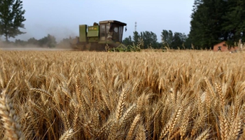 Farmers harvest wheat in central China