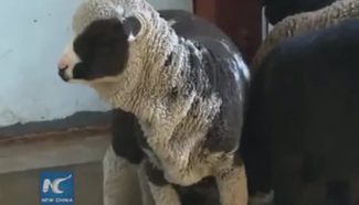 World's first sheep born with colorful coat
