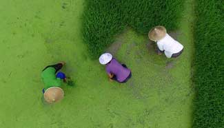 Farmers busy with planting rice seedlings, S China