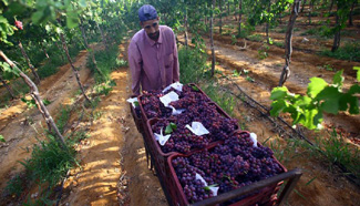 People harvest grapes in Monofiya Governorate, Egypt