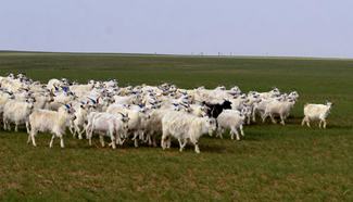In pics: Flocks of sheep graze on grassland, N China