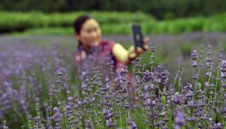 In pics: Lavender field in SW China