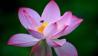 Blooming lotus flowers seen in E China
