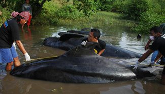 32 short-finned pilot whales come ashore during high tide in Indonesia