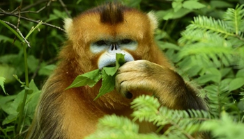 Golden monkeys seen in central China's Shennongjia