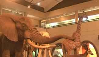 Discover African history in Nairobi National Museum