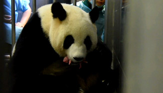 Panda Xinxin gives birth to twin cubs in Macao