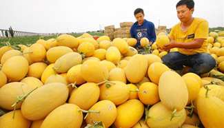 Farmers harvest Hami melons in Xinjiang
