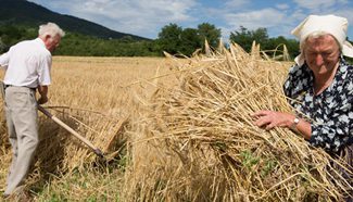 Villagers harvest wheat in SW Hungary