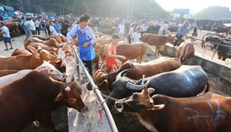 In pics: cattle market in SW China's Guizhou