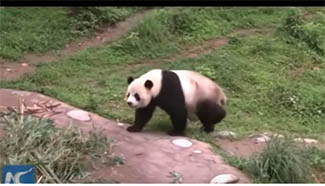 Giant pandas move into new high-altitude home
