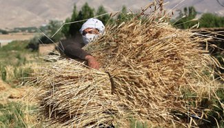 Afghan agricultural sector affected due to drought, persistent fighting