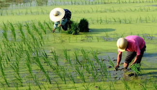Farmers transplant rice seedlings at field in S China