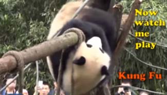 Kung Fu panda coming to real life