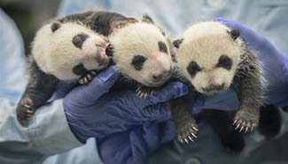 World's only surviving panda triplet celebrates second birthday