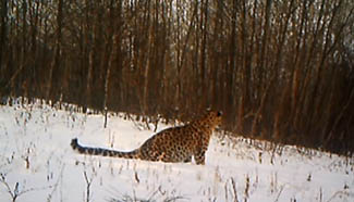 Rare footage of amur leopards captured in NE China