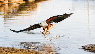 African fish eagle seen at bird park in suburbs of Harare in Zimbabwe