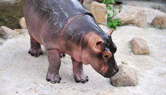One month old baby hippo debuts in E China