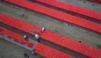 People take advantage of good weather to air tomatoes, NW China