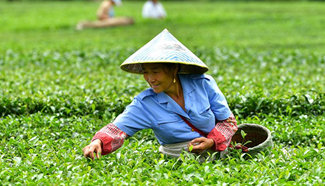 Tea growers pick up autumn tea leaves in C China