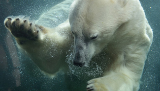 In pics: harmony between boy and polar bear