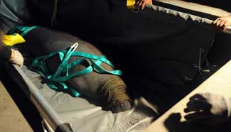 2 Antillean manatees transferred to National Park of Guadeloupe