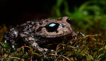 New amphibian species found in SW China