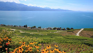 Beautiful summer scene in vineyards in Switzerland