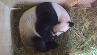 4th baby panda born in Vienna Zoo