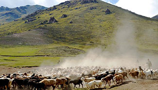 Herdsmen transfer sheep to autumn pastures in Xinjiang