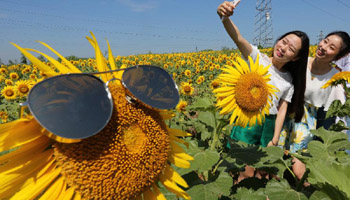Visitors take selfie among blooming sunflowers in N China's Qinhuangdao
