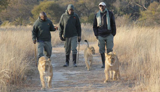 Staff members lead lion cubs out for lion walk at Antelope Park
