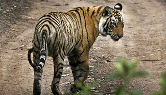 India's beloved tigress Machli dies