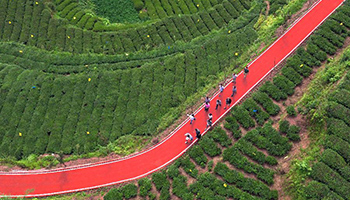 Tourists visit central China's tea garden on newly-paved path